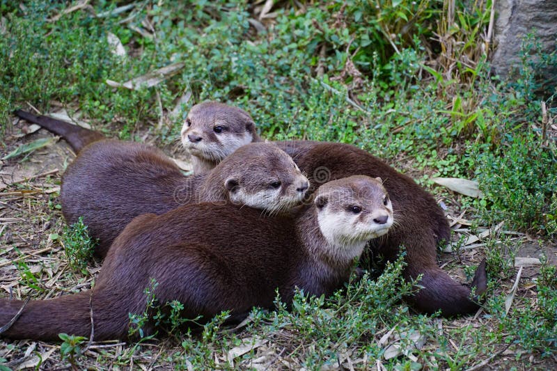 Kleine baby-marters spelen in het gras stock fotografie