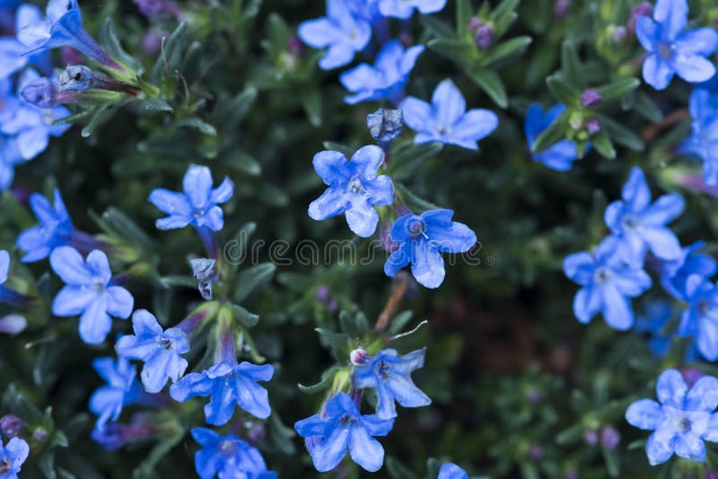 Kleine Blaue Blumen