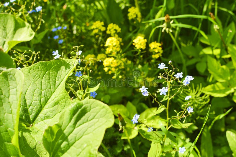 Kleine Blaue Blumen Im Gras Im Garten Stockbild Bild von pflanzen
