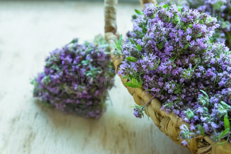 Kleine Boekettenbundels van Gebonden Bloeiende Verse Thyme met Blauwe Bloemen in Rieten Mand op Houten Lijst Landelijke Moestuin stock afbeelding Kleine Boekettenbundels van Gebonden Bloeiende Verse Thyme met Blauwe Bloemen in Rieten Mand op Houten Lijst Landelijke Moestuin stock afbeelding