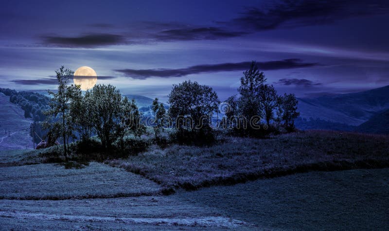 Small orchard on a grassy rural field at night. lovely summer scenery in mountains. Small orchard on a grassy rural field at night. lovely summer scenery in mountains