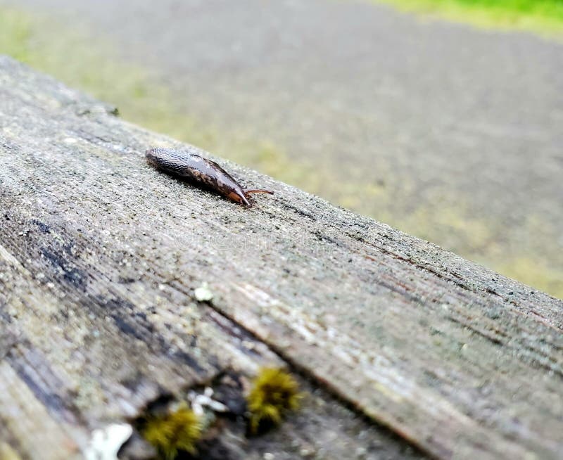 A small brown slug crawling along a top of a cedar fence post. A small brown slug crawling along a top of a cedar fence post.