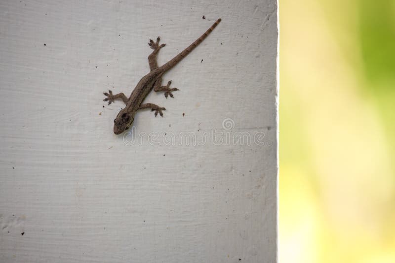 Kleine bruine hagedis op witte muur Het wildconcept Hagedisclose-up Reptielconcept stock fotografie Kleine bruine hagedis op witte muur Het wildconcept Hagedisclose-up Reptielconcept stock fotografie