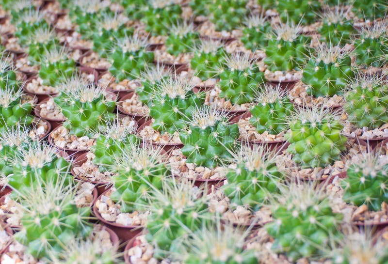 Kleine cactusinstallatie. royalty-vrije stock afbeelding Kleine cactusinstallatie. royalty-vrije stock afbeelding