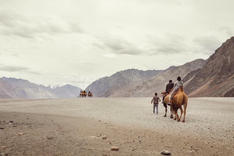 Een kleine karavaan van kamelen gaat op reis door de bergwoestijn royalty-vrije stock afbeelding