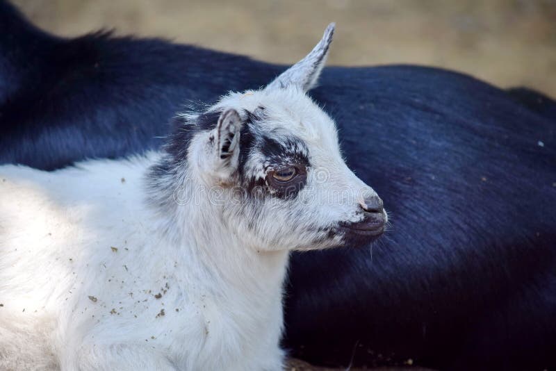 Schwarze Kleine CUBZiege Weiblicher Capra Aegagrus Hircus, Das Kruste