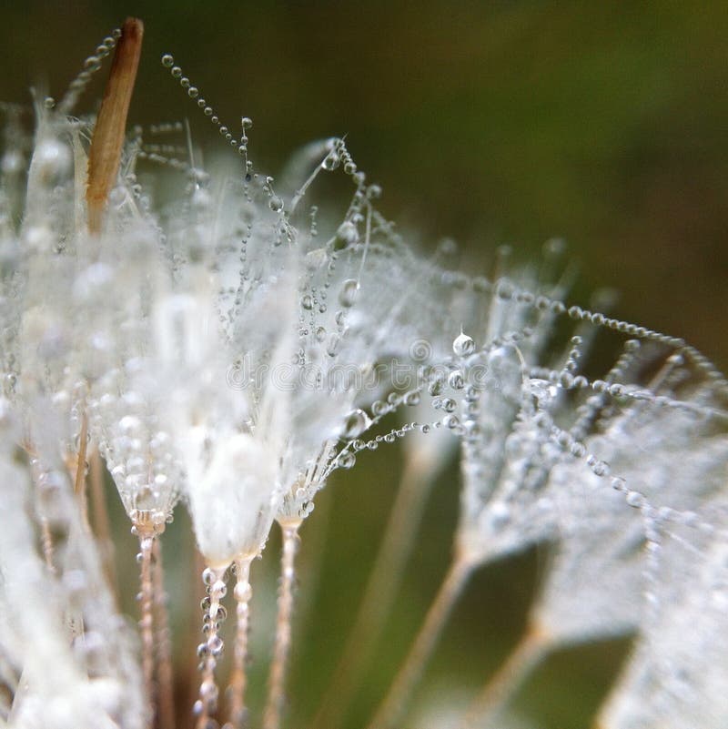 Kleine dalingen op bloem stock afbeeldingen