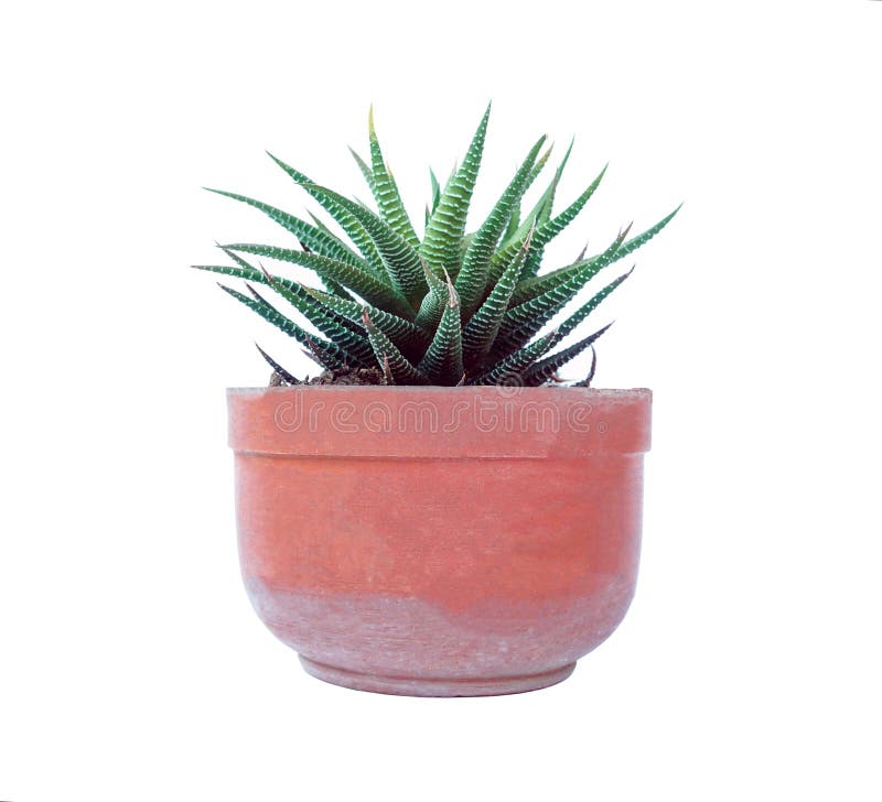 Small plant in pot, succulents or cactus isolated on white background, clipping path included. Small plant in pot, succulents or cactus isolated on white background, clipping path included
