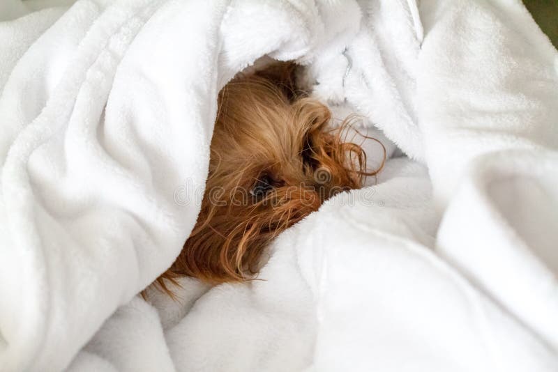 High Angle Close Up of Small Terrier Dog Nestled in Fluffy, Clean, White Terry Cloth Towels - Pampered Pet Pooch Getting the Royal Spa Treatment After Bath. High Angle Close Up of Small Terrier Dog Nestled in Fluffy, Clean, White Terry Cloth Towels - Pampered Pet Pooch Getting the Royal Spa Treatment After Bath