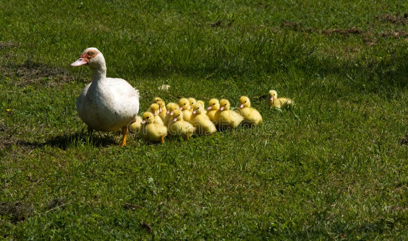 Kleine eendjes met hun moeder stock foto Kleine eendjes met hun moeder stock foto
