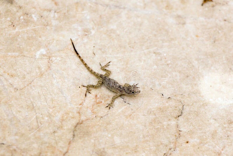 Kleine braune Eidechse stockfoto. Bild von reptil, jugendlich 45420436