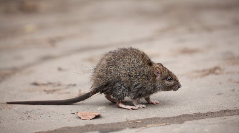 Kleine erschrockene schmutzige graue Maus