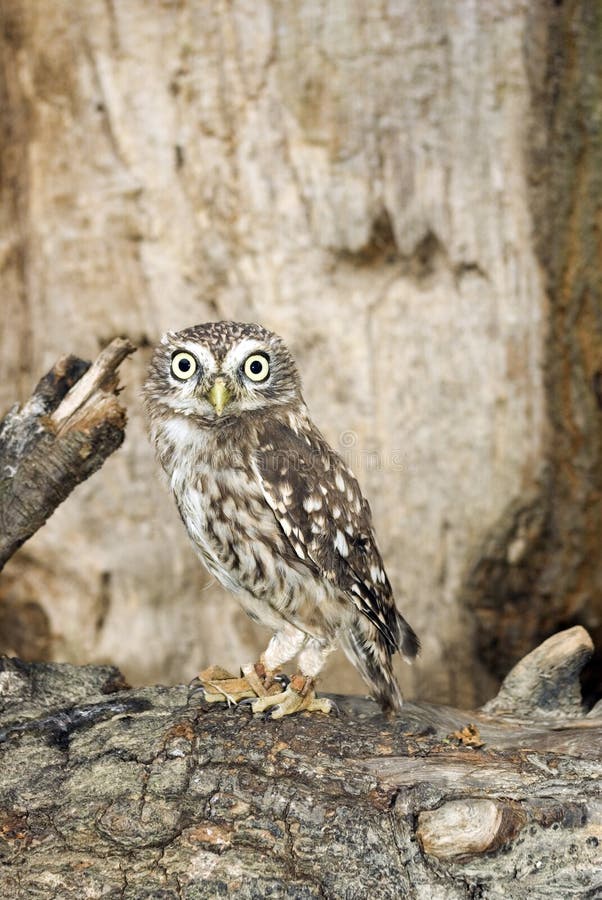 Kleine Eule lizenzfreies stockbild Kleine Eule lizenzfreies stockbild
