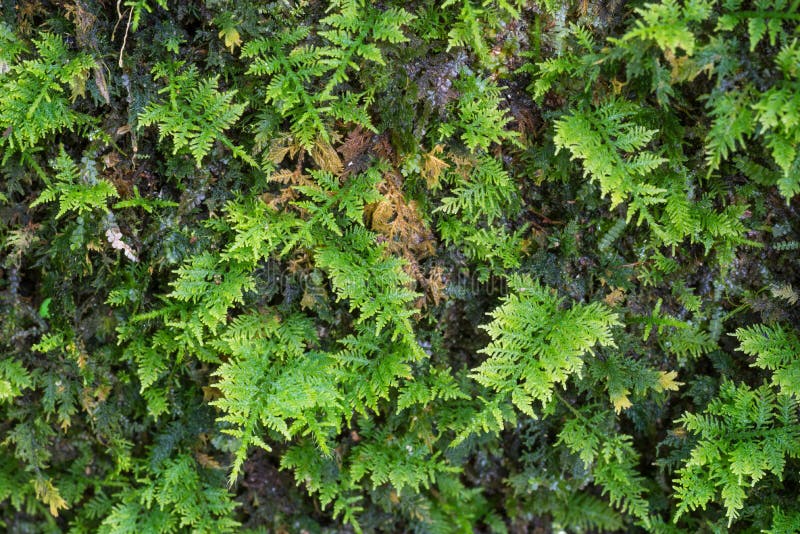 Kleine Farne Wachsen Auf Einem Baum Stockfoto Bild von wasser, leben
