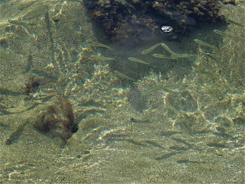 Download Kleine Fische Unterwasser stockbild. Bild von mittlere - 96930327