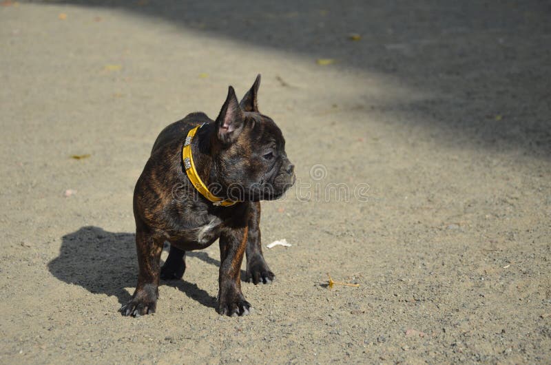 Kleine französische Bulldogge im Freien stockbilder Kleine französische Bulldogge im Freien stockbilder