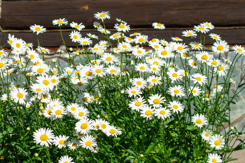 Kleine G?nsebl?mchen im Garten lizenzfreie stockbilder Kleine G?nsebl?mchen im Garten lizenzfreie stockbilder
