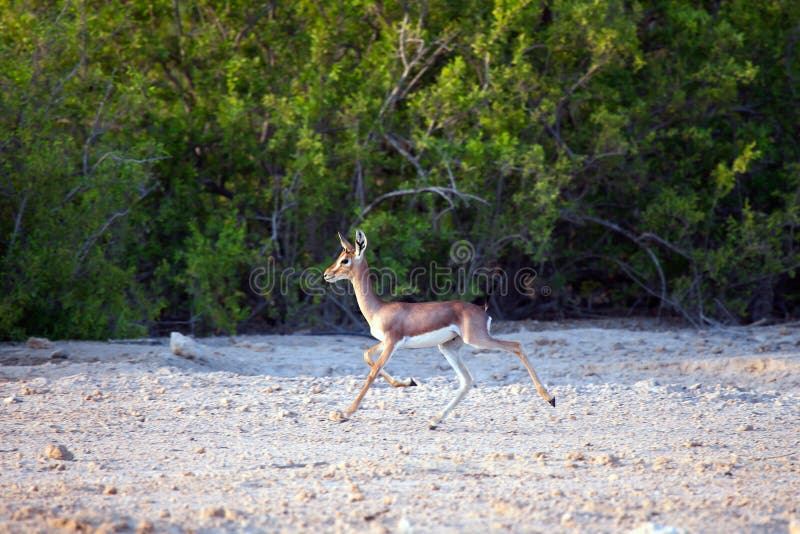 Small gazelle on Sir Bani Yas island, UAE. Small gazelle on Sir Bani Yas island, UAE.