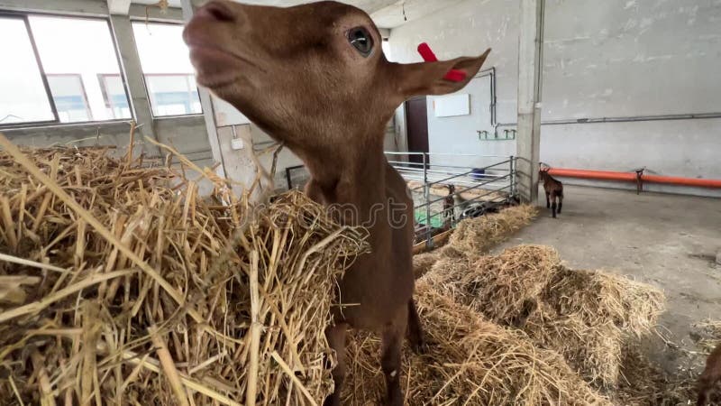 Kleine geit eet hooi die van bovenaf op een bale staat