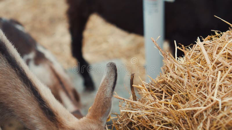 Kleine geit voedert met stro in schuur op het bedrijf