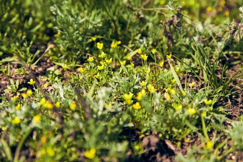 Kleine Gelbe Blumen Unter Dem Grünen Frühlingsgras Auf Dem S