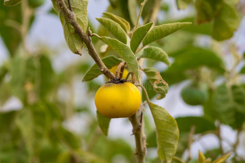 Kleine Gelbe Frucht Auf Baum Stockfoto Bild von landwirtschaft, diät