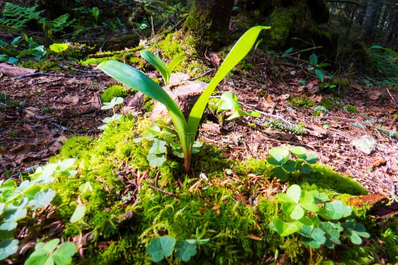 Kleine gezonde bladeren in het zonlicht royalty-vrije stock afbeelding