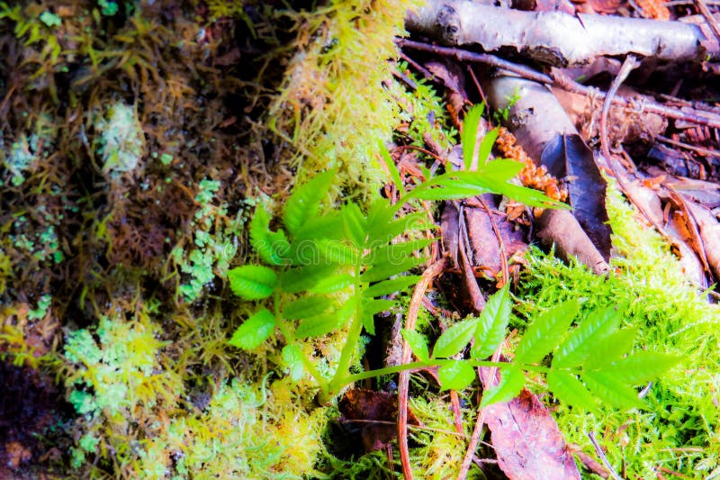 Kleine gezonde bladeren ter plaatse stock fotografie