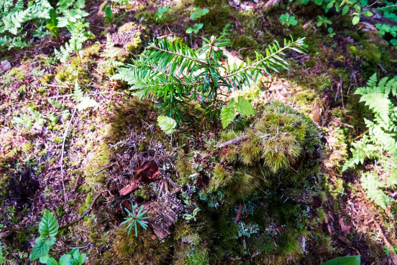 Kleine gezonde stukken van aard ter plaatse stock afbeeldingen