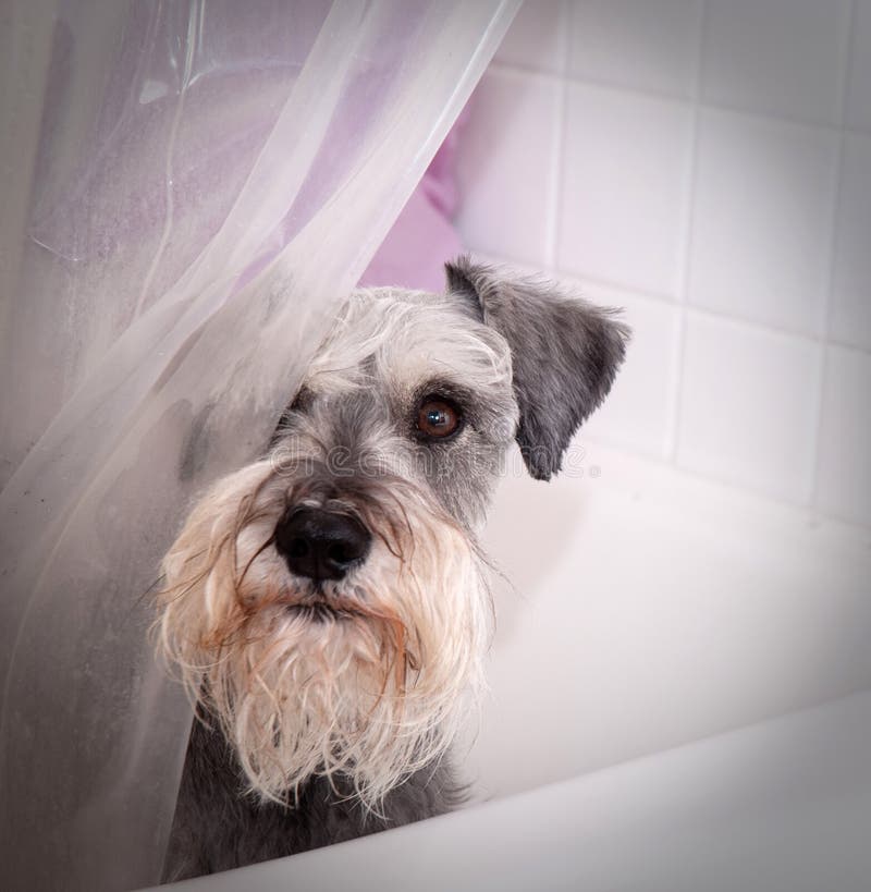 Kleine grijze hond in badton royalty-vrije stock afbeelding Kleine grijze hond in badton royalty-vrije stock afbeelding