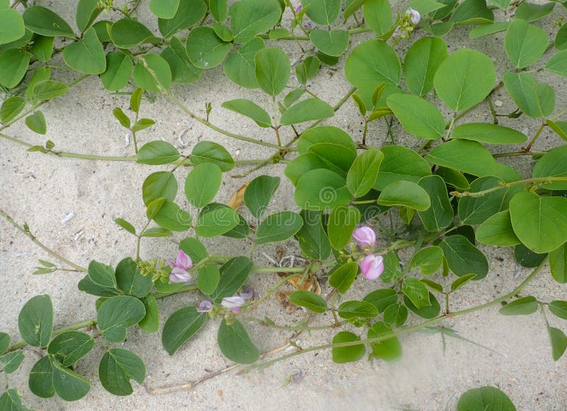 Kleine groene strandwijnstok met roze bloemen stock afbeeldingen Kleine groene strandwijnstok met roze bloemen stock afbeeldingen