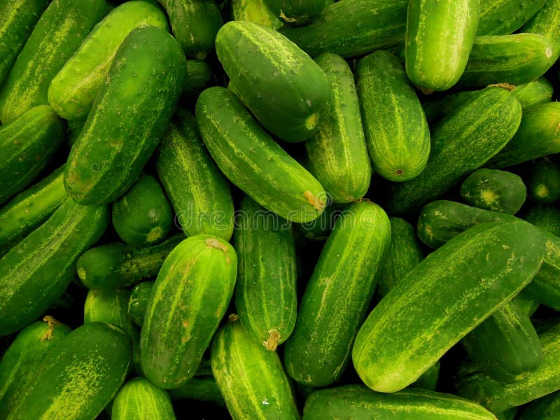 Kleine Gurken Stockfotos und Bilder Laden Sie 1,000 lizenzfreie Fotos