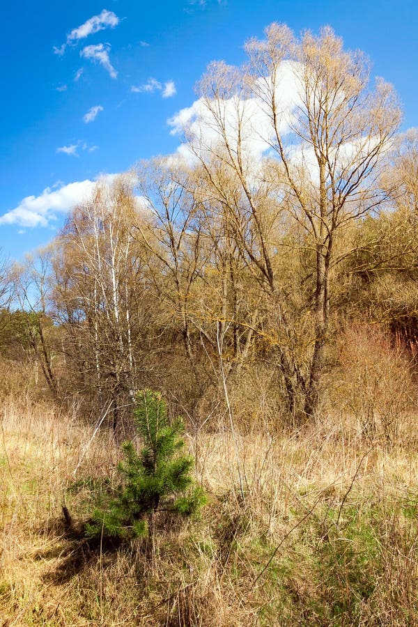 Kleine grüne Kiefer im trockenen Gras stockfotos Kleine grüne Kiefer im trockenen Gras stockfotos