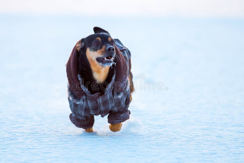 kleine hond in de winter met kleren stock afbeeldingen kleine hond in de winter met kleren stock afbeeldingen