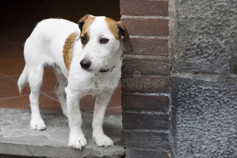 Kleine hond in deuropening royalty-vrije stock afbeeldingen Kleine hond in deuropening royalty-vrije stock afbeeldingen