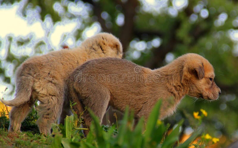 Kleine Hunde stockfoto. Bild von nett, mutter, kurdisch 72372438