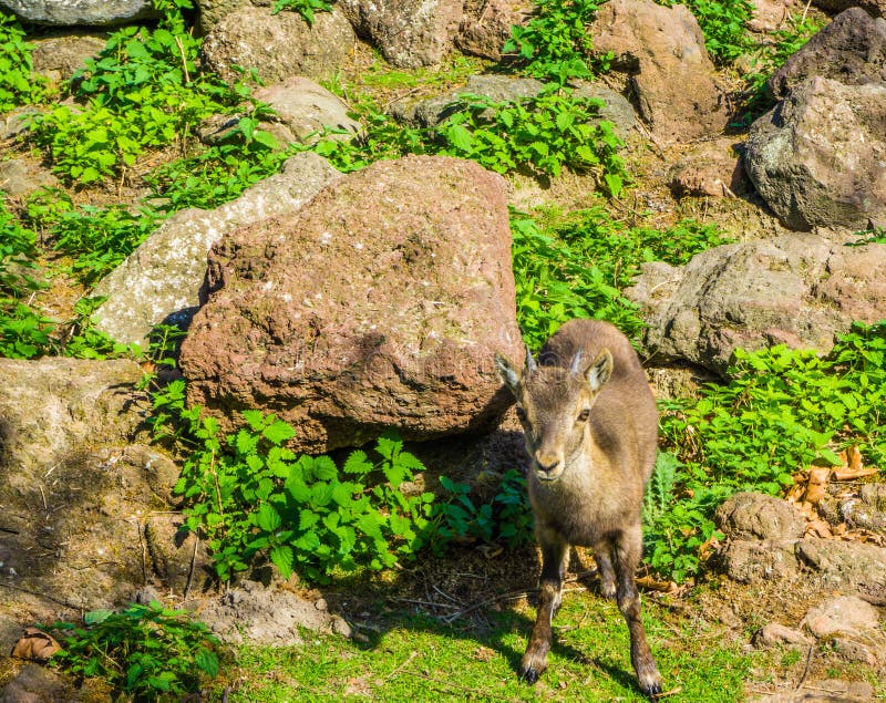 Kleine jonge Europese gehoornde de berggeit die van babygemzen zich voor sommige rotsen in de bergen bevinden stock foto's Kleine jonge Europese gehoornde de berggeit die van babygemzen zich voor sommige rotsen in de bergen bevinden stock foto's