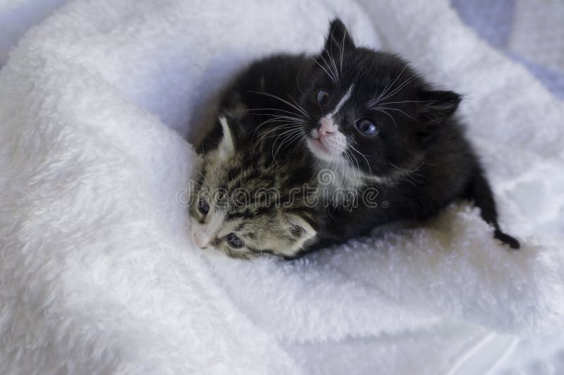Kleine katjes die zich in de dekens nestelen stock foto Kleine katjes die zich in de dekens nestelen stock foto