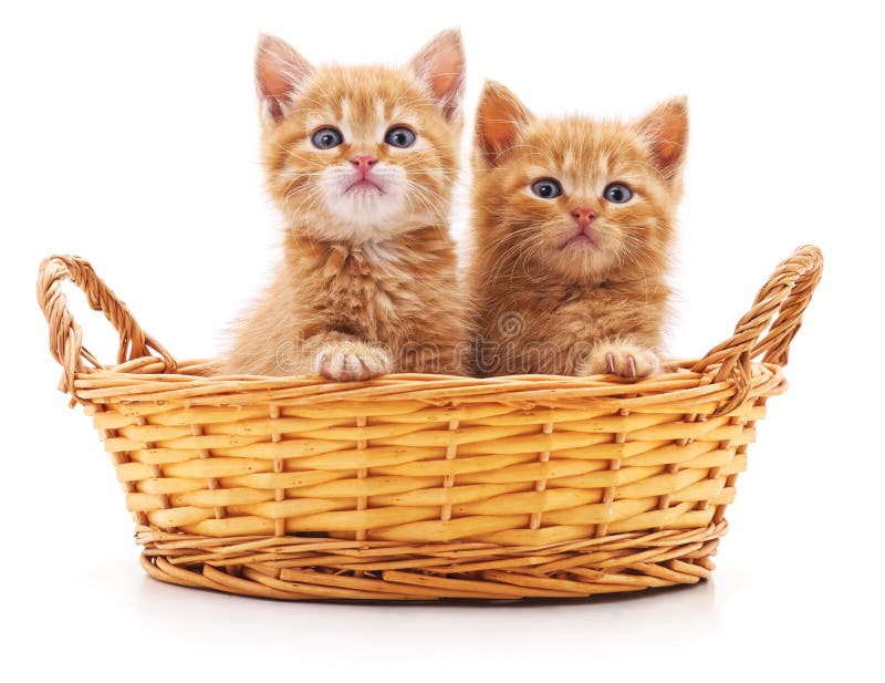 Kleine katjes in een mand stock afbeeldingen Kleine katjes in een mand stock afbeeldingen