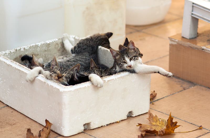 Kleine katjesslaap buiten in een doos Dakloze dieren stock foto Kleine katjesslaap buiten in een doos Dakloze dieren stock foto