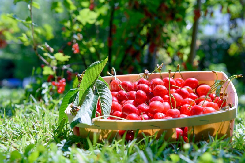 Kleine Kiste Kirschen stockbild. Bild von nahaufnahme 32481393