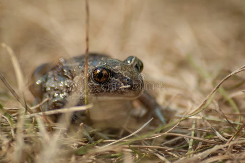 kleine Knoblauchkr?te sitzt im Gras und in den Blicken in die Kamera lizenzfreies stockfoto kleine Knoblauchkr?te sitzt im Gras und in den Blicken in die Kamera lizenzfreies stockfoto