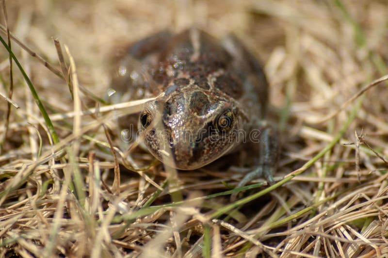 kleine Knoblauchkröte sitzt im Gras und in den Blicken in die Kamera lizenzfreie stockbilder kleine Knoblauchkröte sitzt im Gras und in den Blicken in die Kamera lizenzfreie stockbilder
