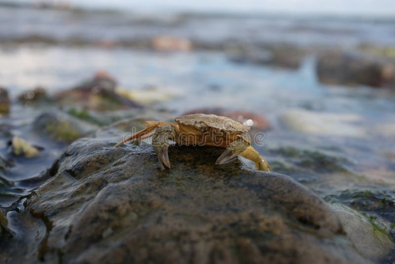 Krabbe auf dem Weg zum Meer Ansichtskarte