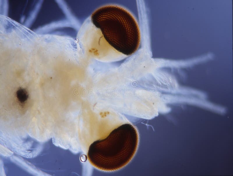 Kleine Krebse als Seeplankton