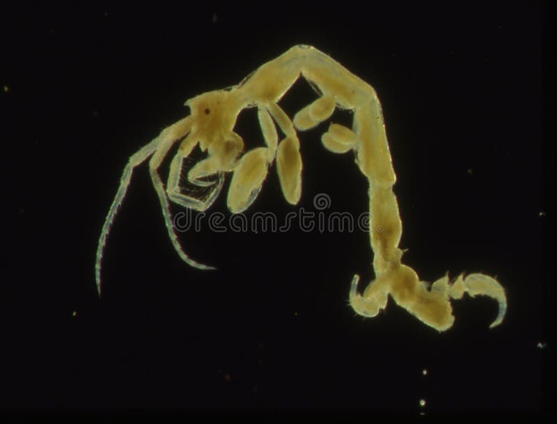 Kleine Krebse als Seeplankton