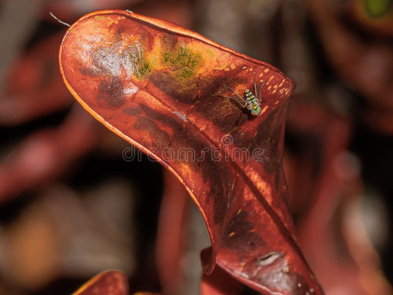 Kleine longlegged Fliege auf einem Crotonblatt stockbilder