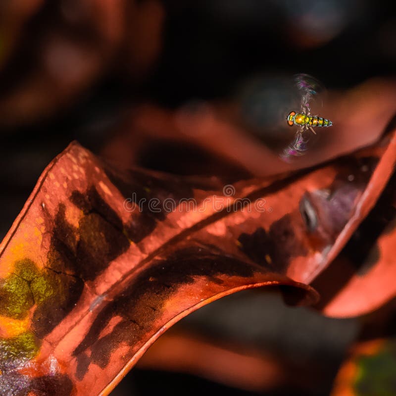 Kleine longlegged Fliege im Flug stockfoto