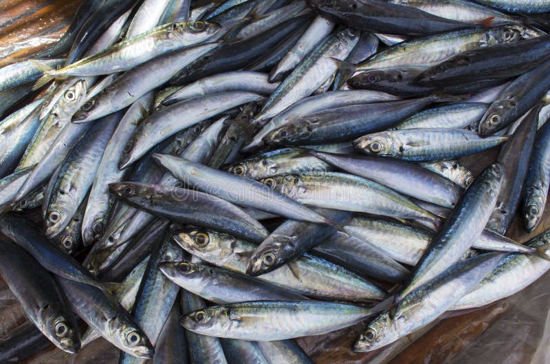 Kleine Makrelenfische auf Schaufenster Stapel von Seefischen für Verkauf Küstenfischerfang stockfoto Kleine Makrelenfische auf Schaufenster Stapel von Seefischen für Verkauf Küstenfischerfang stockfoto