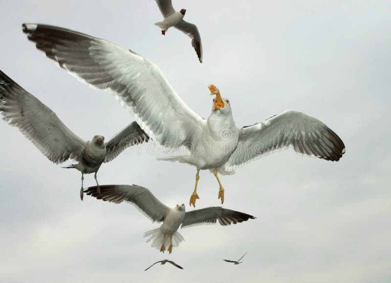 Kleine Mantelmeeuw, goéland brun, fuscus de Larus photo stock Kleine Mantelmeeuw, goéland brun, fuscus de Larus photo stock